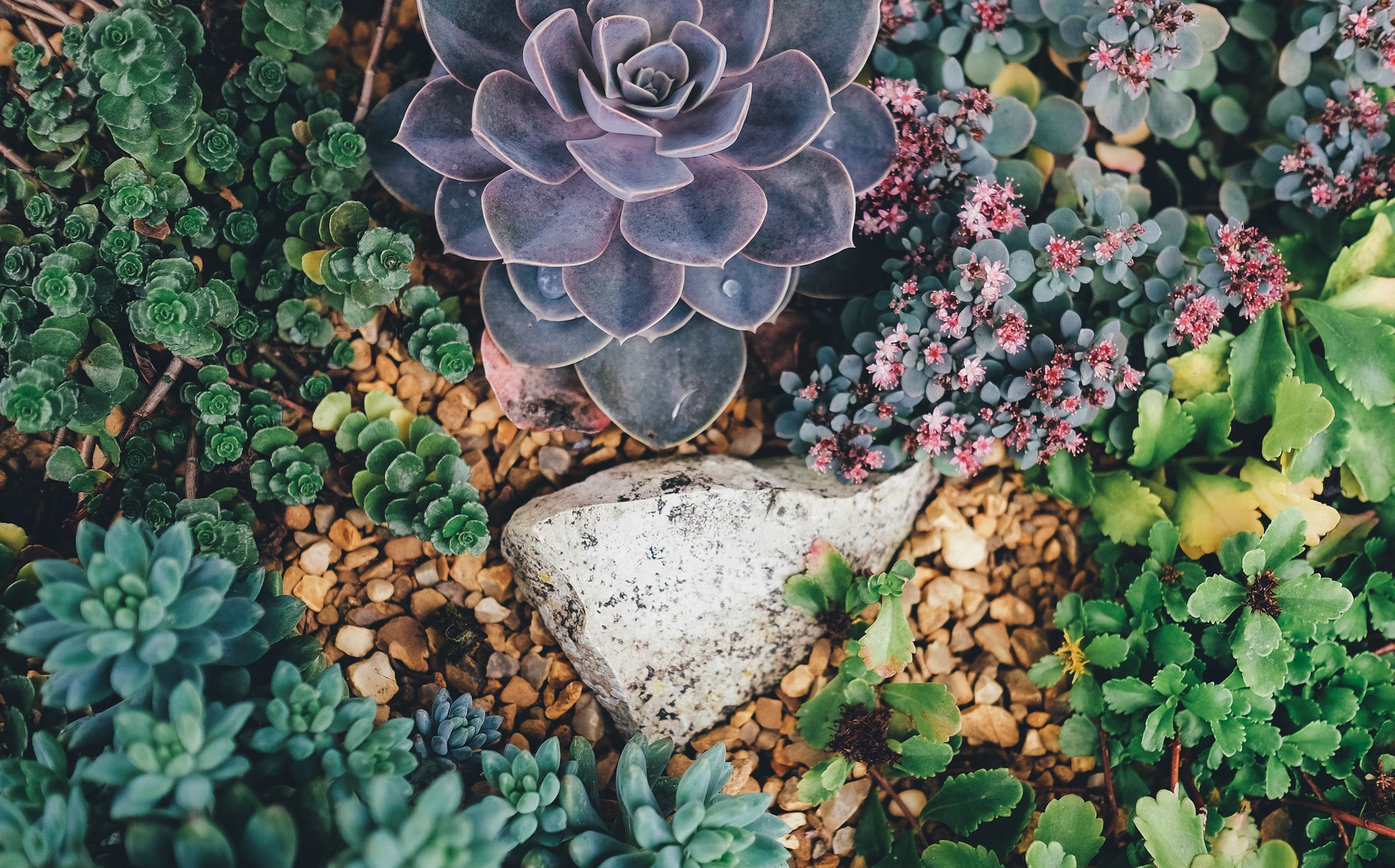 succulent garden, many colors